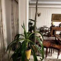 گل سوسن عنکبوتی غول پیکر