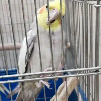 عروس هلندی مولد|پرنده|خمینیشهر, |دیوار