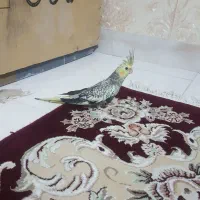 دوتا عروس چهل روزه گلباقالی