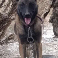 سگ مالینیوز