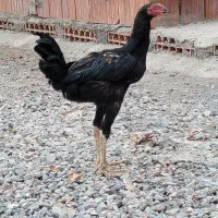 خروس دو رگ لاری