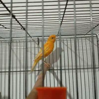 قناری اصل پرتغالی نرباقفس