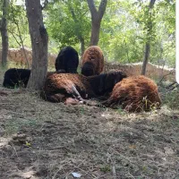 گوسفند بره به قیمت مناسب