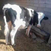 گوساله نر گاو