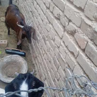 یک تروشت گمشده