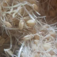 جوانه گندم وماش|خوردنی و آشامیدنی|شیراز, گلشن|دیوار