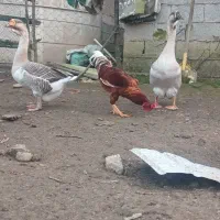 قوغاز اصیل نروماده|حیوانات مزرعه|ماسال, |دیوار