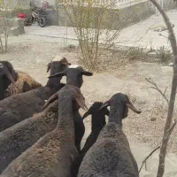 میش|حیوانات مزرعه|هشتگرد, تهران دشت|دیوار