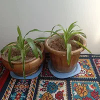 گل طبیعی|گل و گیاه طبیعی|ایلام, |دیوار