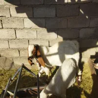 نری پاکستانی اصل|حیوانات مزرعه|کرمان, |دیوار