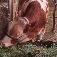 فروش دوعدد گوساله نر سیمنتال