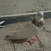 کفترطوقی|پرنده|قم, بلوار امین و ساحلی|دیوار