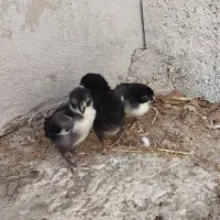 جوجه لاری افغان اصیل|حیوانات مزرعه|دابودشت, |دیوار