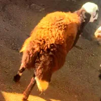 بره قوچ اصل