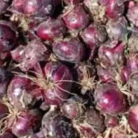 بذر پیاز قرمز