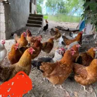 مرغ تخمگزار