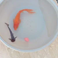 ماهی اکواریوم