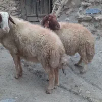یه جفت قوچ داشی ۲ساله میش رو|حیوانات مزرعه|بوئین و میاندشت, |دیوار
