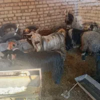 دوبر|حیوانات مزرعه|لنجان, |دیوار