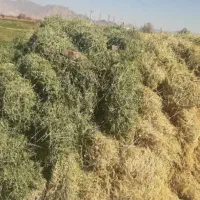 بیده دست پیچ