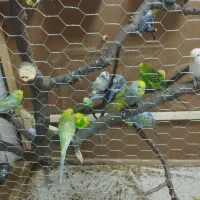 مرغ عشق|پرنده|مریوان, |دیوار