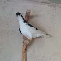 مجسمه راست سیاه ماده