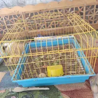 خوکچه هندی نر همراه با قفس|موش و خرگوش|شهریار, |دیوار