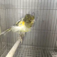 قناری فر ورسمی