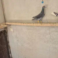 کبوتر ماده و چپ|پرنده|قزوین, |دیوار