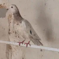 چندتا حیوون خوب وبه قیمت