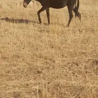 مادیان.قاطر.کره اسب.الاغ