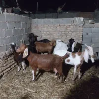 گاو و گوساله و گوسفند