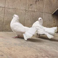 کبوتر دم چتر نژاد آمریکایی