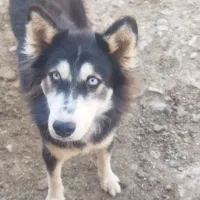 سگ تربیت شده