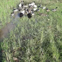فروش غاز و اردک و مرغ