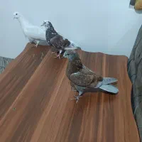 3عدد کبوتر پرشی خوب بشرط تخم جوجه