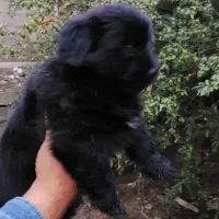 واگذاری دو عدد توله سگ ۲ ماه پا کوتاه|سگ|رشت, خواهر امام|دیوار