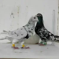 نروماده هفترنگ سرور لک دار|پرنده|فرح دشت, |دیوار