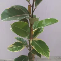 فیکوس سبز و نقره ای با ارتفاع یکمتر و بیست سانت