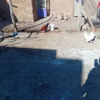 ۲۰ عدد|حیوانات مزرعه|افشار, |دیوار