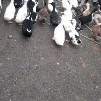 اردک محلی شالیزاری