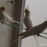 پرنده. عروس هلندی