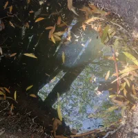 فروش باغ|فروش زمین و ملک کلنگی|قره پشتلو, |دیوار