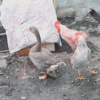 خروس با غاز