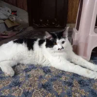 واگذاری گربه ۷ ماهه DLH