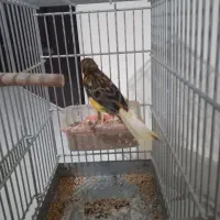 قناری نر و سهره قناری دهن دار|پرنده|تهران, مجیدآباد|دیوار