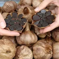 سیر سیاه تازه برای تنظیم فشار خون و...