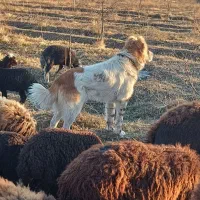 واگذاری سگ گله