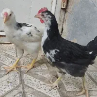 جوجه خروس گلین
