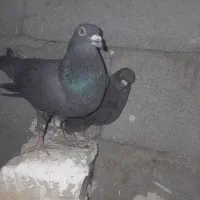 کبوتر یا گفتر